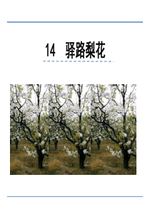 完整版《驿路梨花》ppt课件
