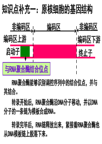 上课用：1.2基因工程的基本操作程序剖析