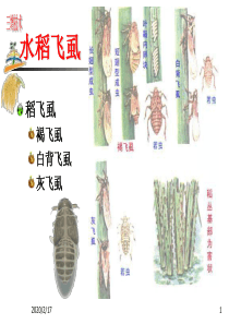 水稻虫害防治技术讲座2