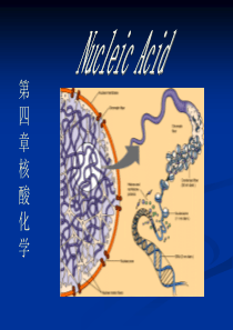 第二章核酸化学1