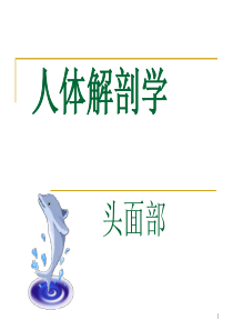 2010头部