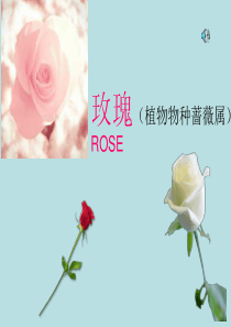 花语及各种花朵英文介绍PPT