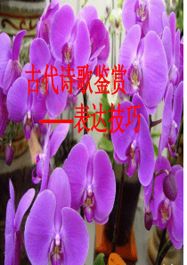 古典诗歌表达技巧大全--张明生