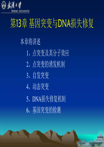 武汉大学遗传学第13章基因突变与DNA损失修复