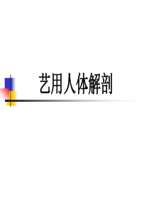 艺用人体解剖PPT