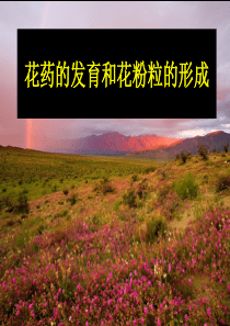(课件)花药的发育和花粉粒的形成