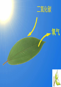 叶是植物进行光合作用的主要器官