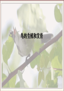 鸟的生殖和发育ppt