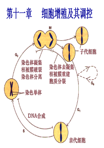 细胞生物学-10细胞增殖及其调控