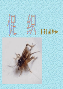 《促织》经典课件