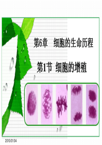 细胞的增殖