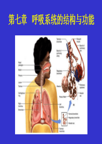 呼吸生理