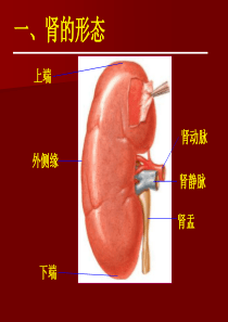 肾脏结构