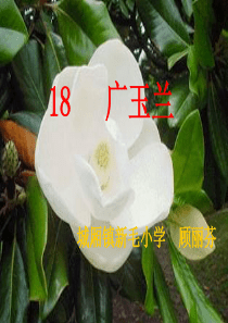 苏教版六年级下册《广玉兰》