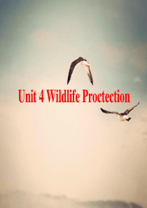 英语必修二Unit 4 WIldlife protection-Warming up