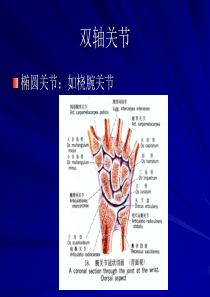 康复运动学基础3