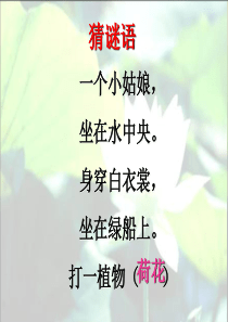 13《荷花》PPT课件