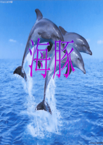 海豚介绍ppt