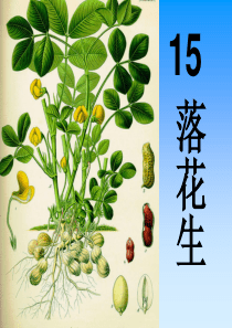 15落花生ppt课件