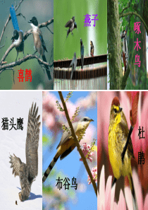 1放小鸟__课件