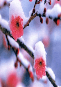 完美版《梅花魂》ppt课件