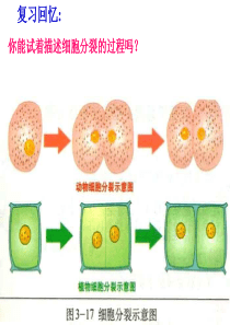生物体的结构层次复习课