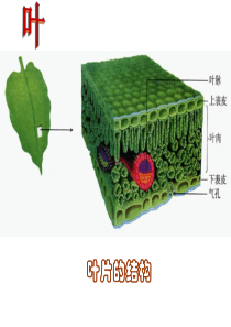 2.3生物体的结构层次2