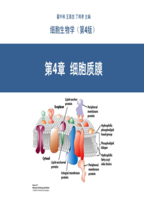 翟中和细胞生物学第四版第4章细胞质膜