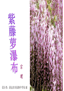 公开课：紫藤萝瀑布(朱丽).