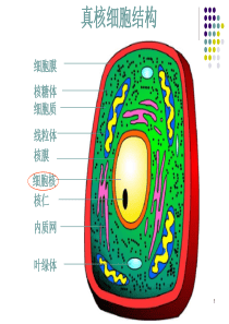 真核细胞型微生物