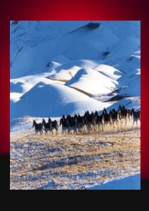 政治八年级下册第一课_第一框人类的朋友课件_教科版_课件