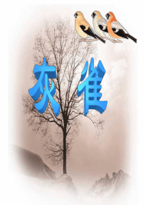 灰雀PPT课件完美版