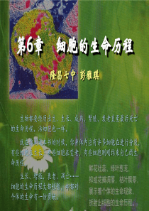 6.1细胞的增殖(新人教版必修1)