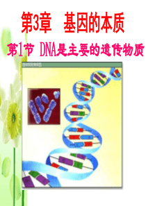 《DNA是主要的遗传物质》PPT--复习课件