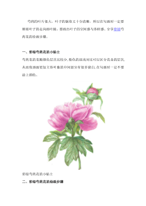 彩铅芍药花的绘画步骤