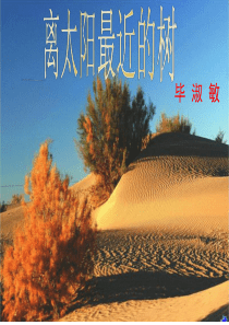 《离太阳最近的树》经典课件
