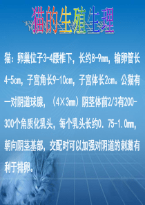 犬猫的生殖生理