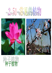 2.5.1 常见的植物 种子植物
