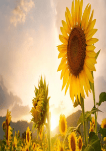 光影知识、修图、绘画