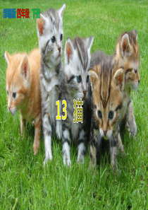 【部编人教版】《猫》PPT课件-四年级下册第13课