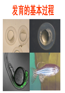 发育生物学――发育的基本过程