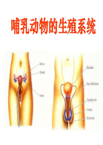 发育生物学――哺乳动物的生殖系统