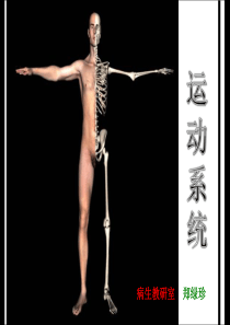 运动系统