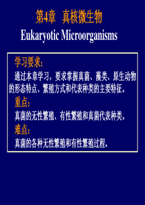 微生物课件4真核微生物.