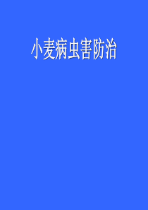 小麦病虫害防治