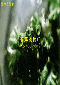 4.苔藓植物门