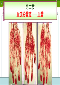 血流的管道――血管