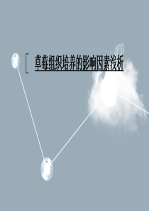 草莓植物组织培养
