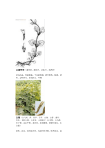 中药图典(齐全的中药图片及其疗效)二