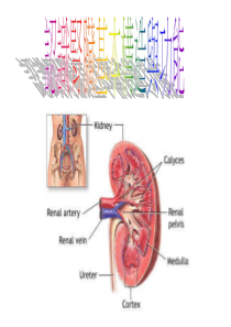 认识肾脏基本构造与功能